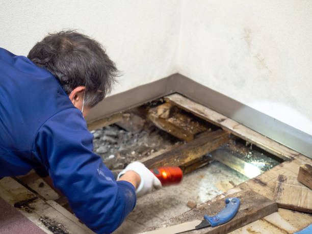 Best Mold Testing  in Archie, MO