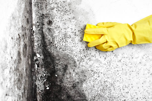 Best Black Mold Removal  in Archie, MO
