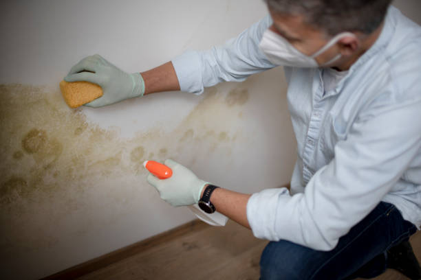 Best Professional Mold Removal  in Archie, MO