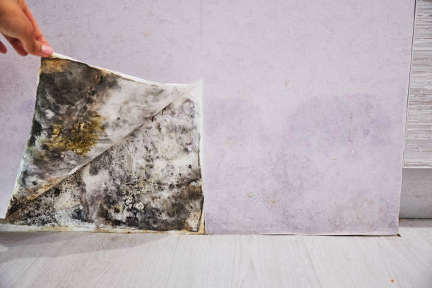 Best Commercial Mold Removal  in Archie, MO